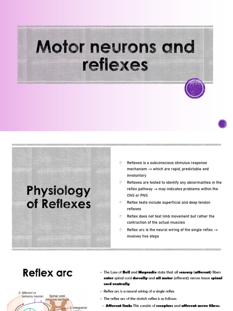 Student Notes III | PDF | Motor Neuron | Spinal Cord