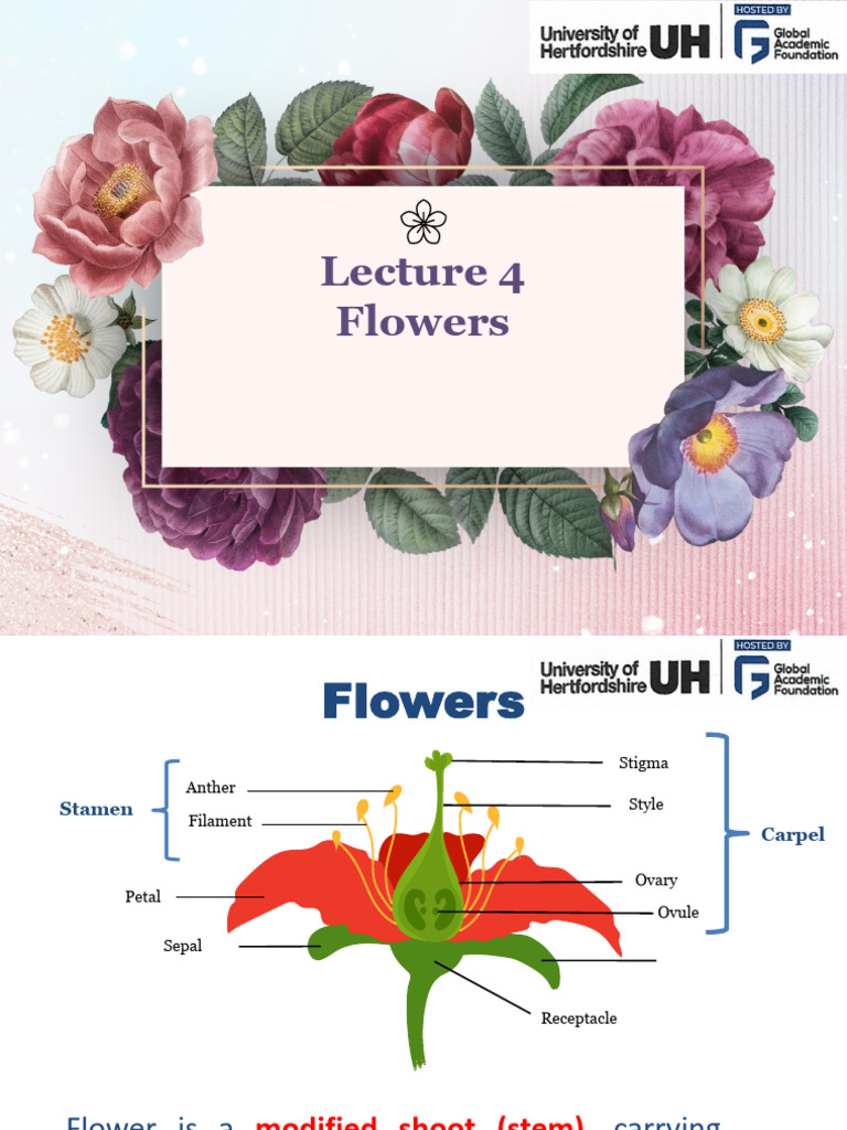 Lecture 4 (Flowers) | PDF | Flowers | Clove