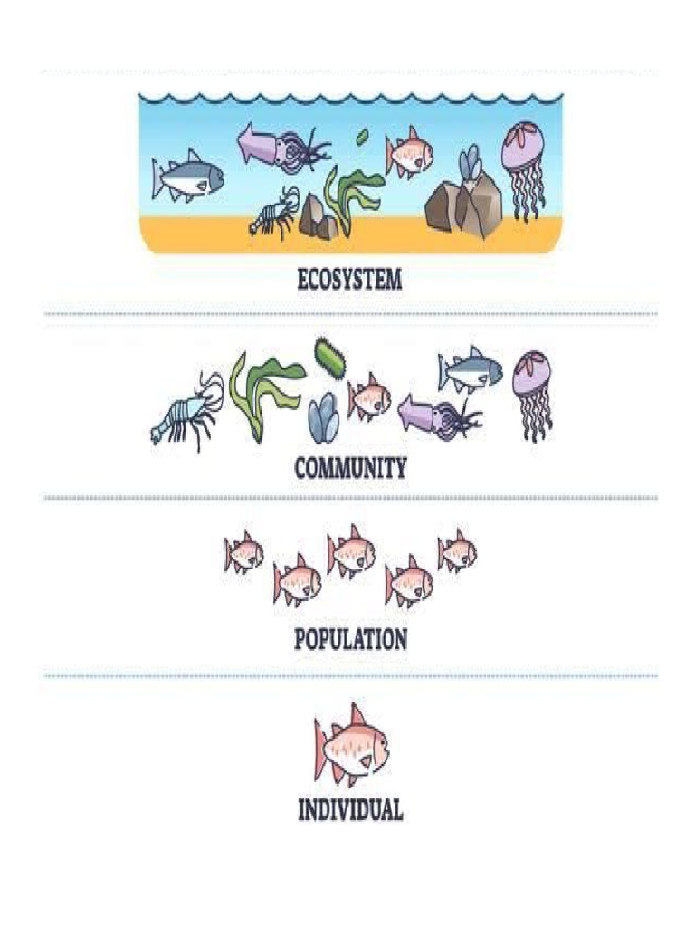Ecos | PDF