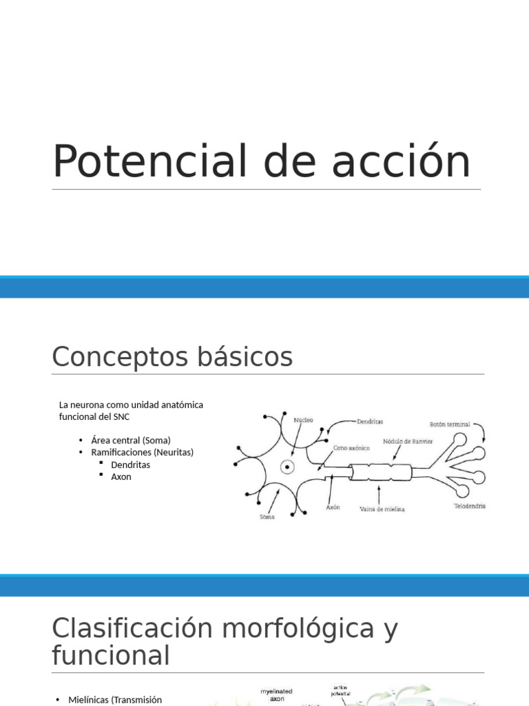 Potencial de Acción | PDF | Sinapsis | Neurona