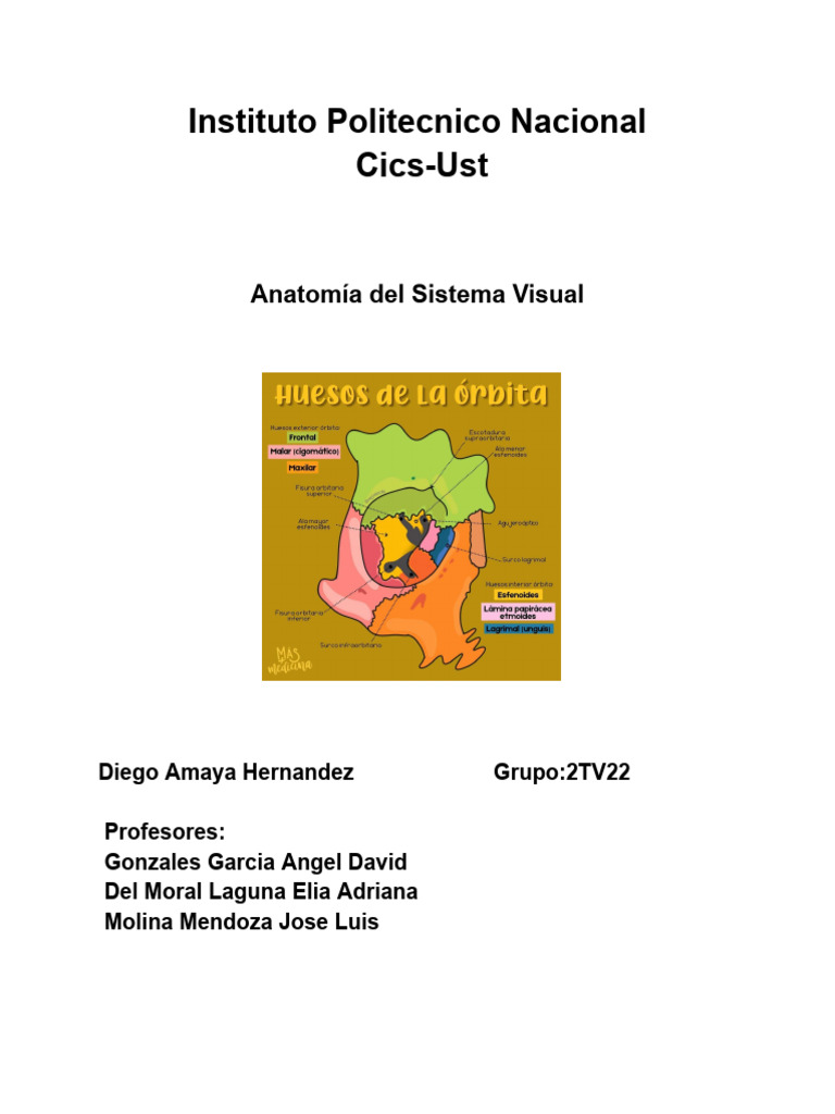 Anatomía de la Órbita y Estructuras Visuales | PDF