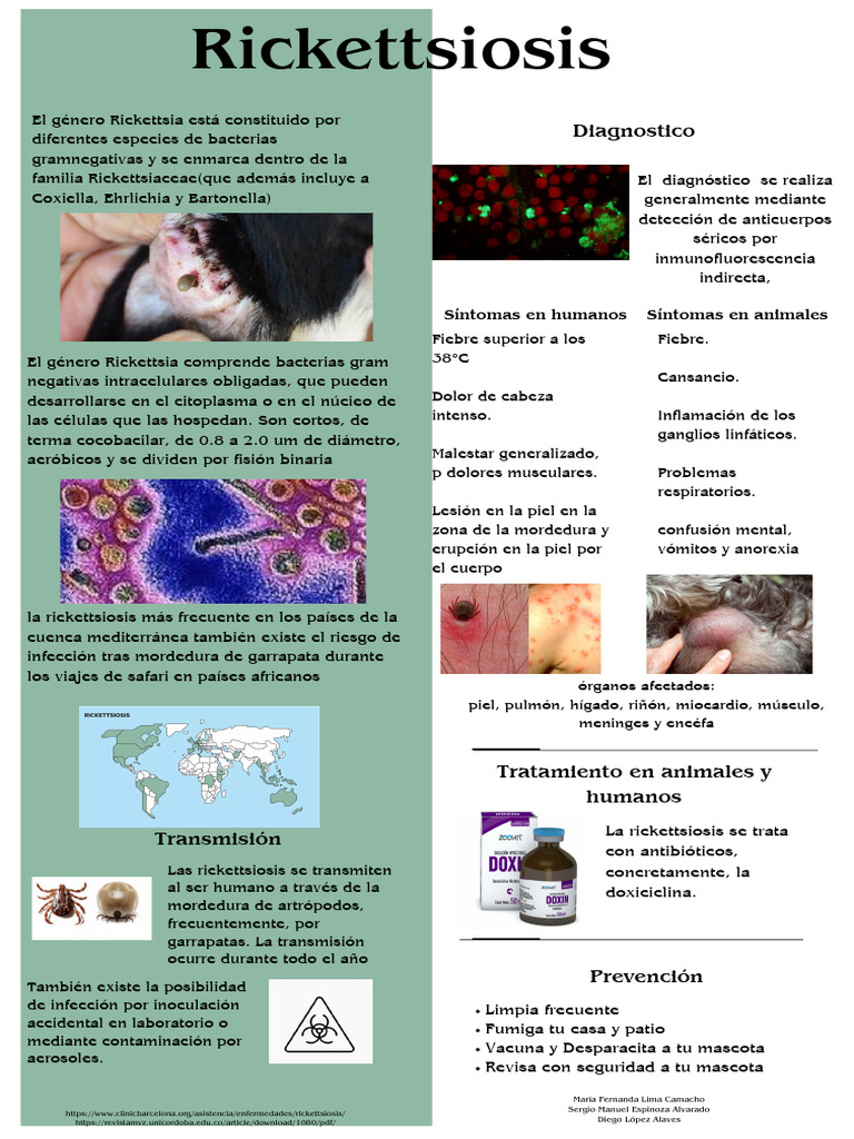 Rickettsiosis: Síntomas, Tratamiento y Prevención | PDF | Enfermedades ...