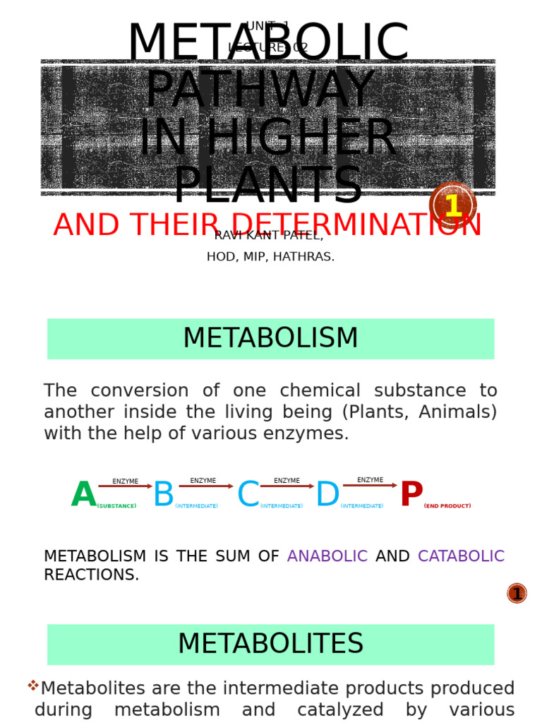Metabolic Pathways in Higher Plants | PDF | Metabolism | Metabolic Pathway
