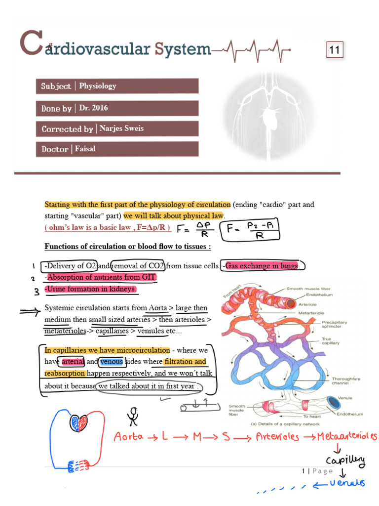 Circulatory Physiology: Blood Flow Dynamics | PDF | Artery ...