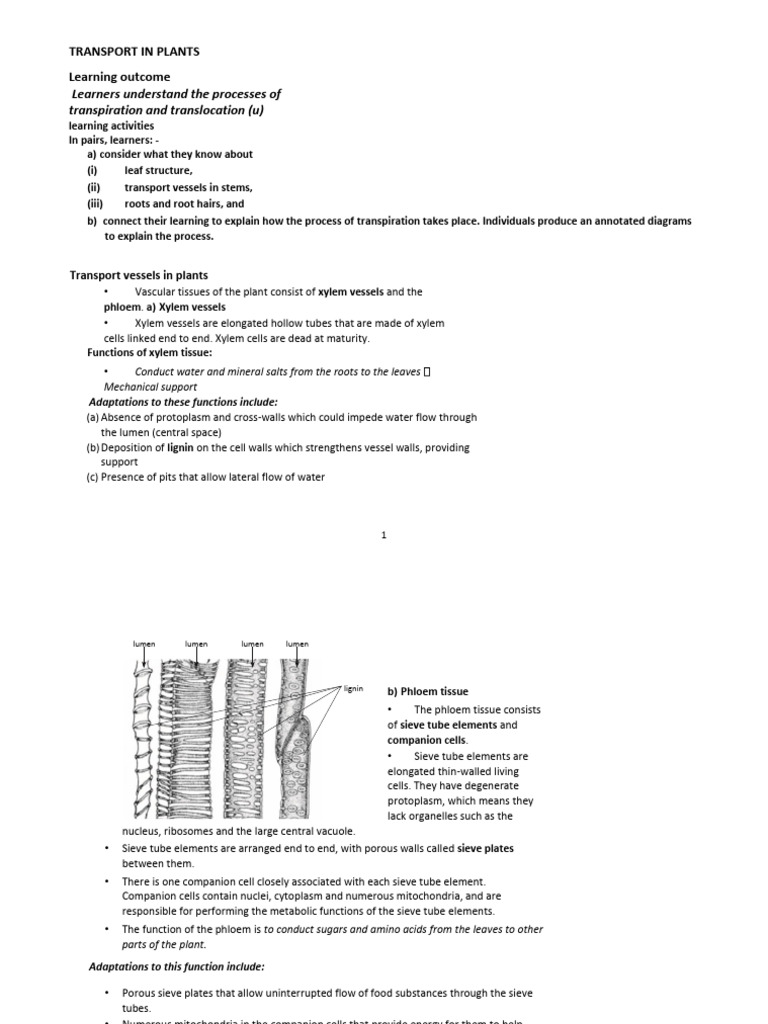 TRANSPORT IN PLANTS LSC Edited | PDF | Tissue (Biology) | Stoma