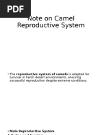 Camel Reproduction Management Guide | PDF | Reproductive System | Human ...