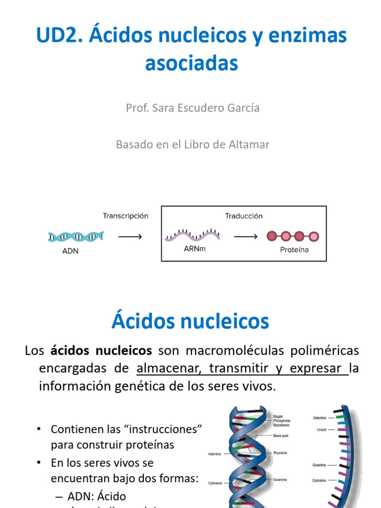 DIA UT2 Los Ácidos Nucleicos Ok | PDF | Rna | Replicación De Adn