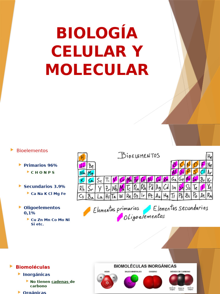 Biología Celular y Molecular | PDF | Nucleótidos | Ácidos nucleicos