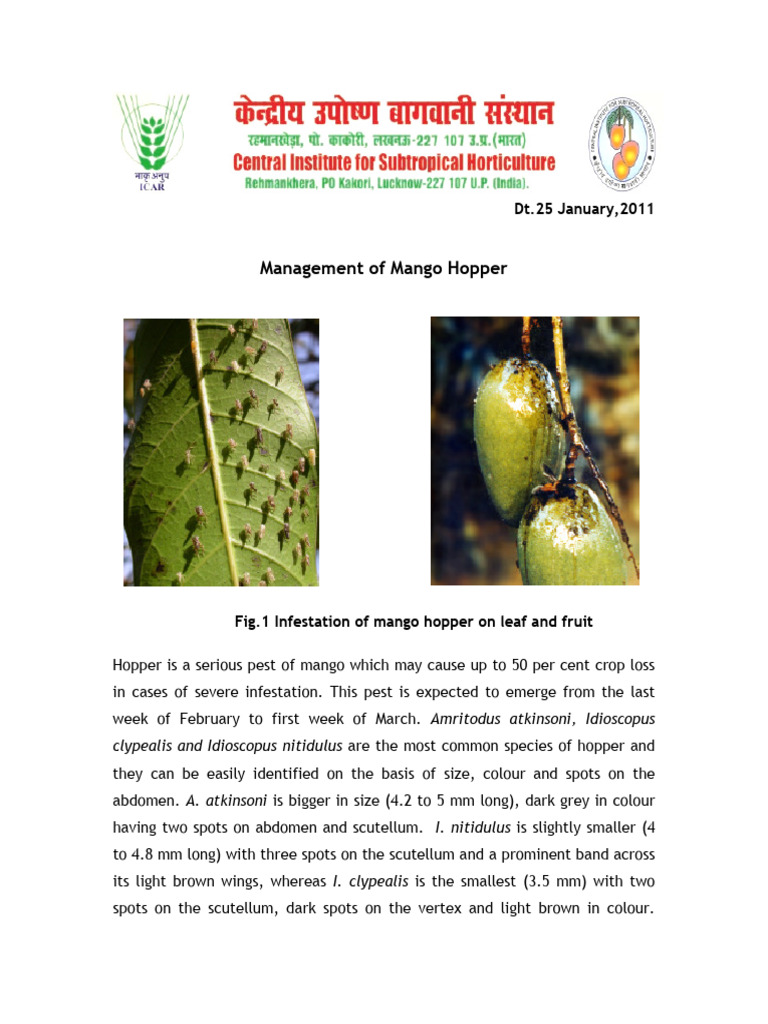 Mango Hopper Management Guide | PDF | Leaf | Pest (Organism)