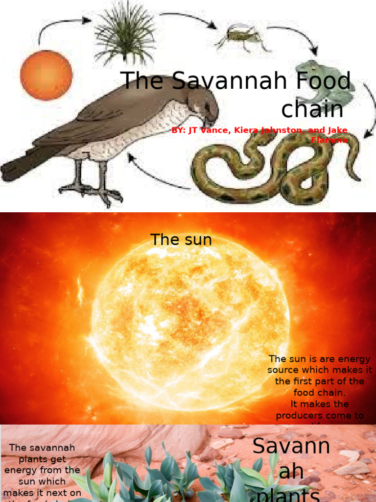 Savanah | PDF