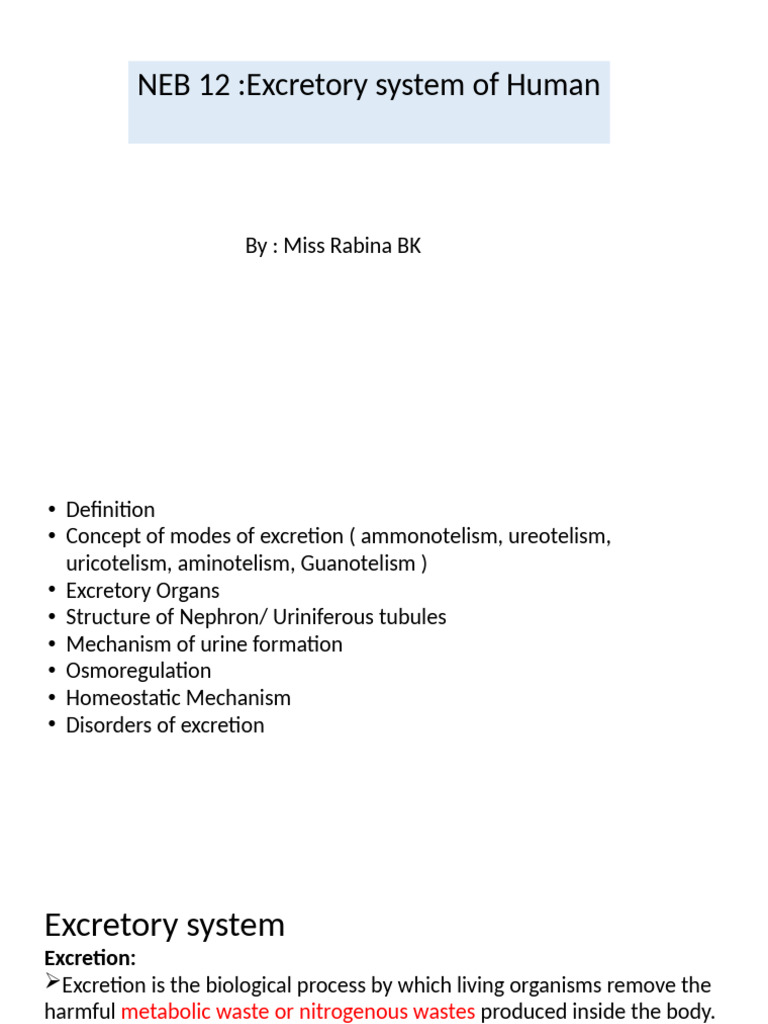 Human Excretory System Overview | PDF | Kidney | Urinary System