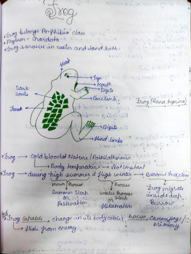 Frog | PDF
