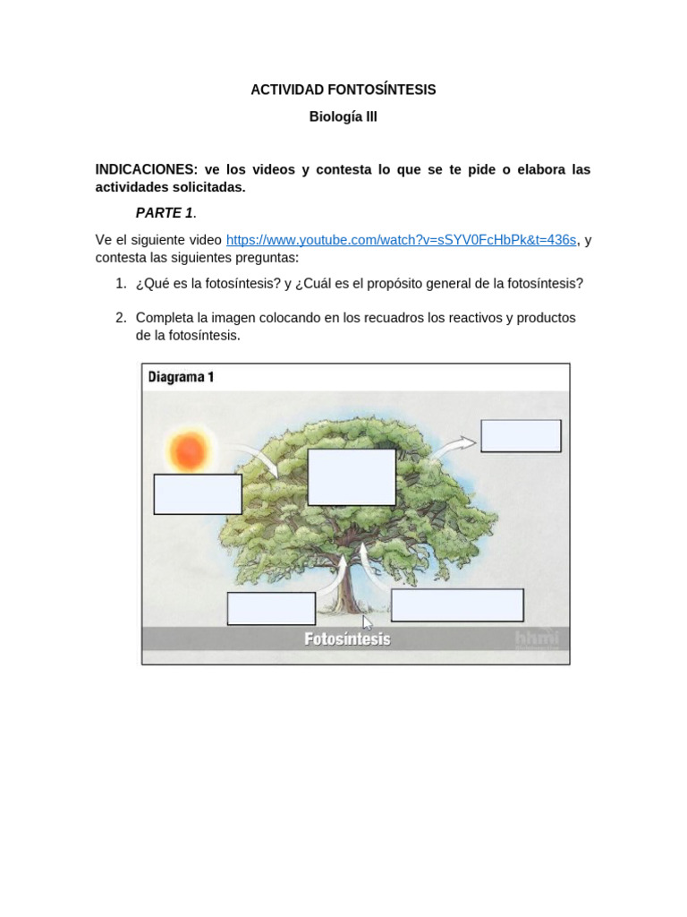 Actividades sobre Fotosíntesis y Plantas C3, C4 | PDF | Fotosíntesis ...