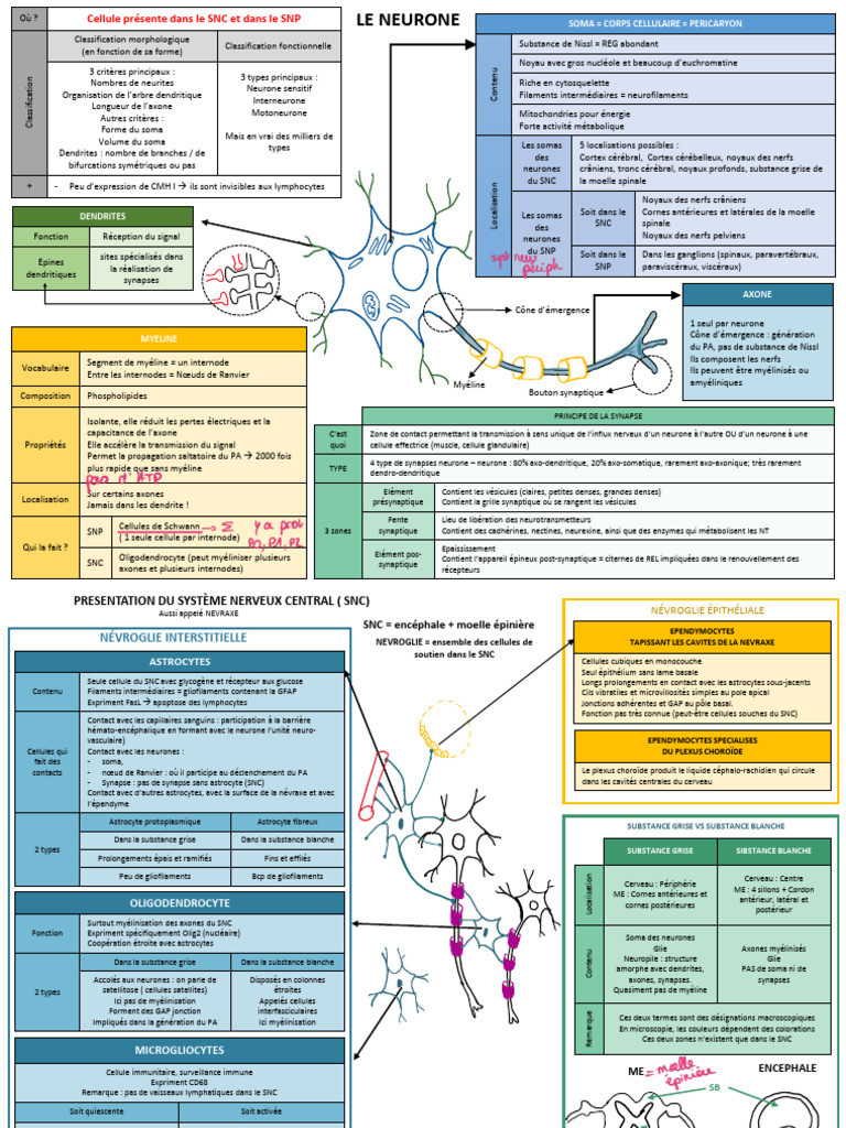 Anatomie et Fonction des Neurones | PDF | Nerf | Neurone