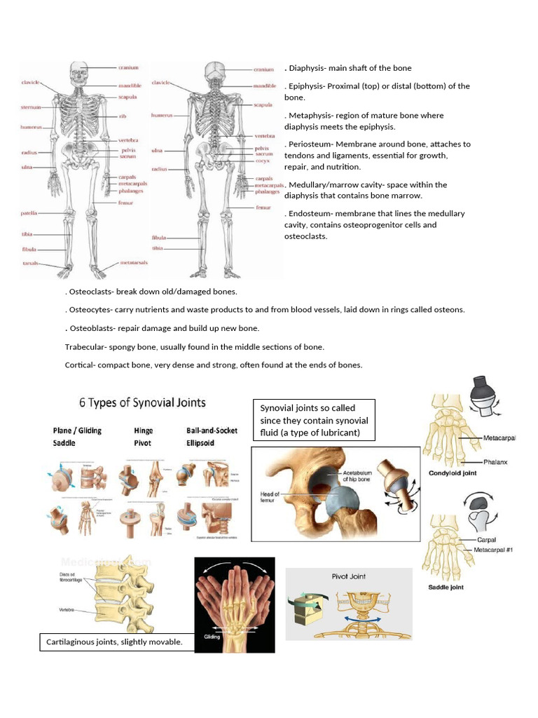 Bones and Joints A4 Sheet | PDF
