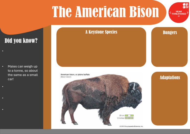 Bison infographic picture | PDF