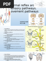 Reflex Arc Flow Chart | PDF | Central Nervous System | Nervous System
