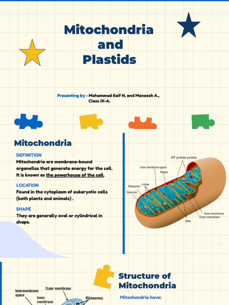 Mitochondria and Plastids Overview | PDF