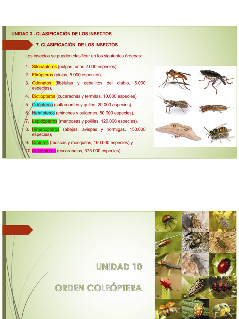 Clasificación y Morfología de Insectos | PDF | Escarabajo | Insectos