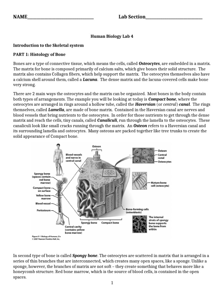 Introduction to the Skeletal System | PDF | Vertebral Column | Vertebra