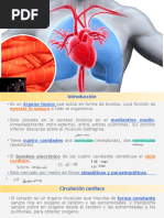 Fisiología del Inotropismo Cardíaco | PDF | Músculo | Especialidades ...