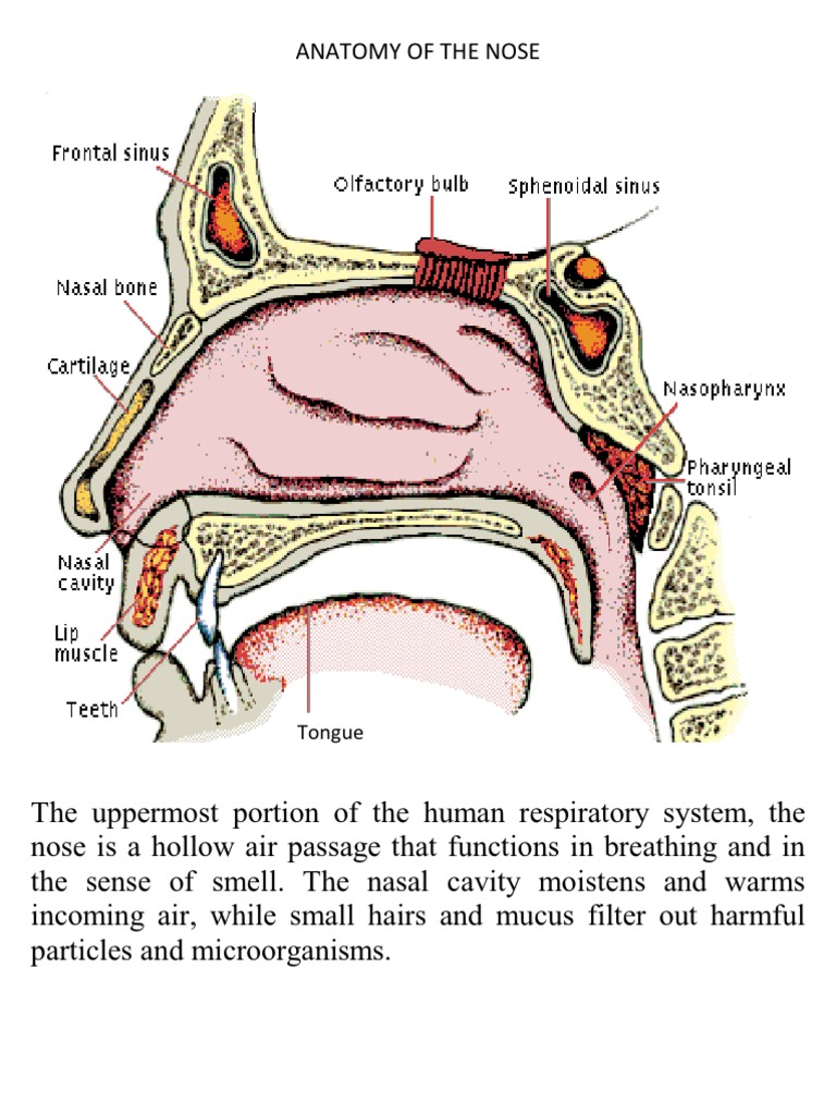Parts Of The Nose And Their Functions The Nose And Its Adjacent