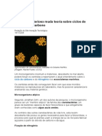 Micróbio Misterioso Muda Teoria Sobre Ciclos de Nitrogênio e Carbono Nos Oceanos - Meio Ambiente