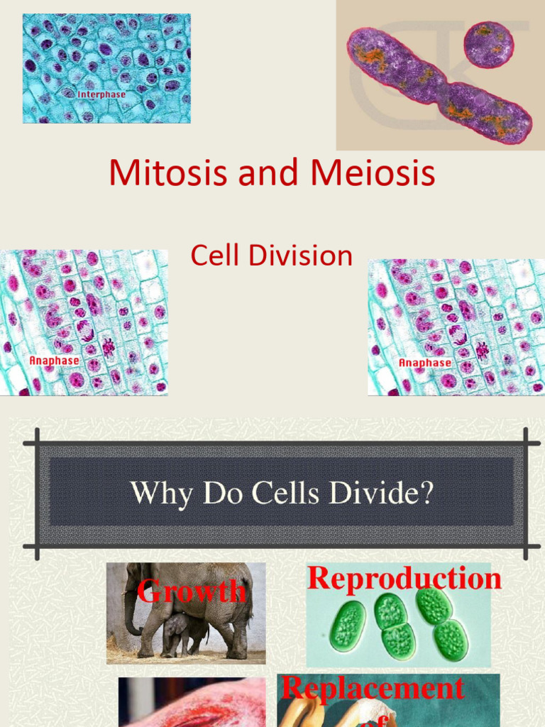 Mitosis and Meiosis: Cell Division Explained | PDF | Meiosis | Mitosis