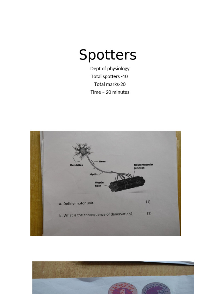 Physiology Spotters Exam Overview | PDF