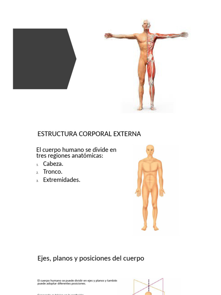 Estructura y Movimiento del Cuerpo Humano | PDF | Términos anatómicos ...
