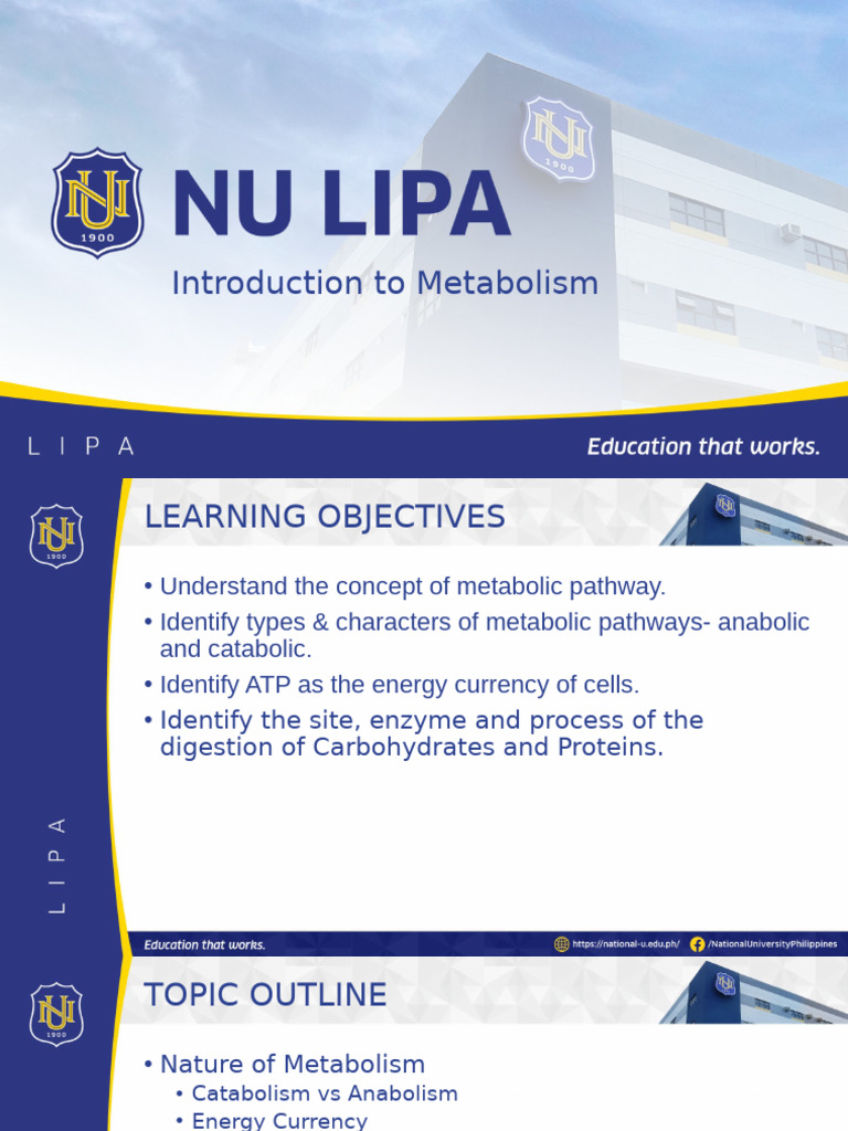 Understanding Metabolism and Digestion | PDF | Metabolism | Metabolic ...