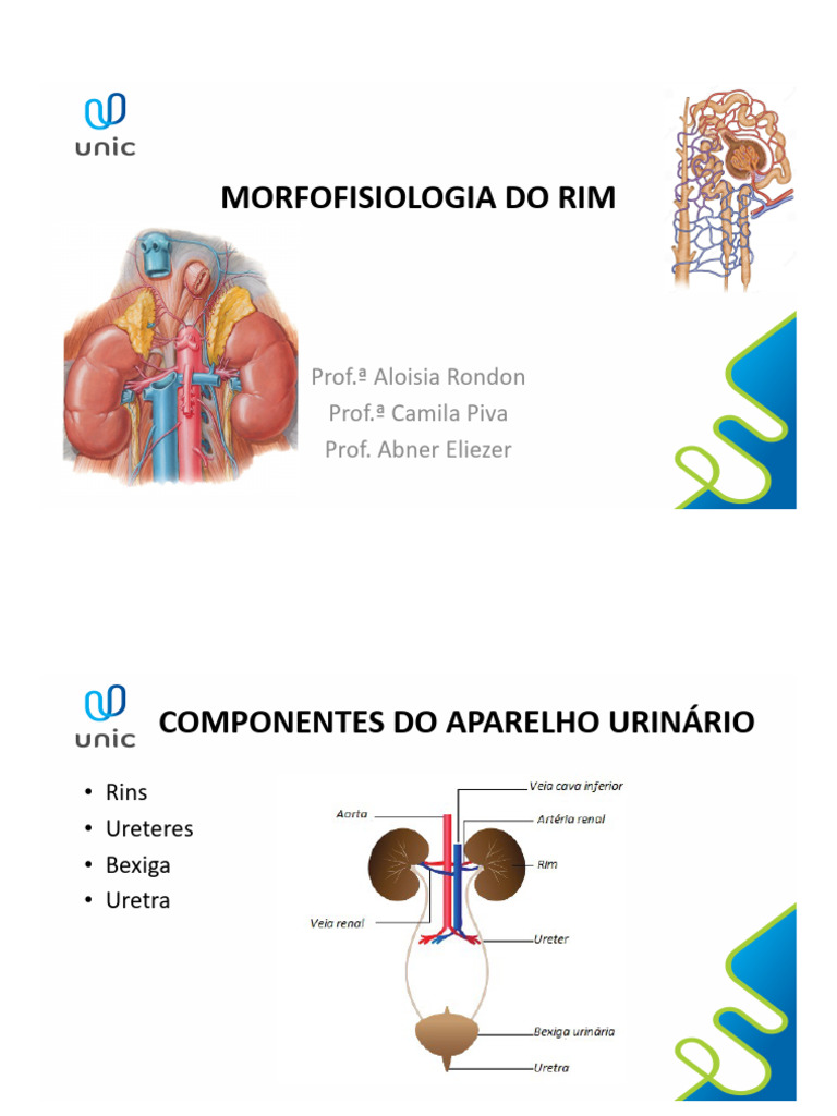 Morfologia e Funções do Rim | PDF | Rim | Sistema urinário