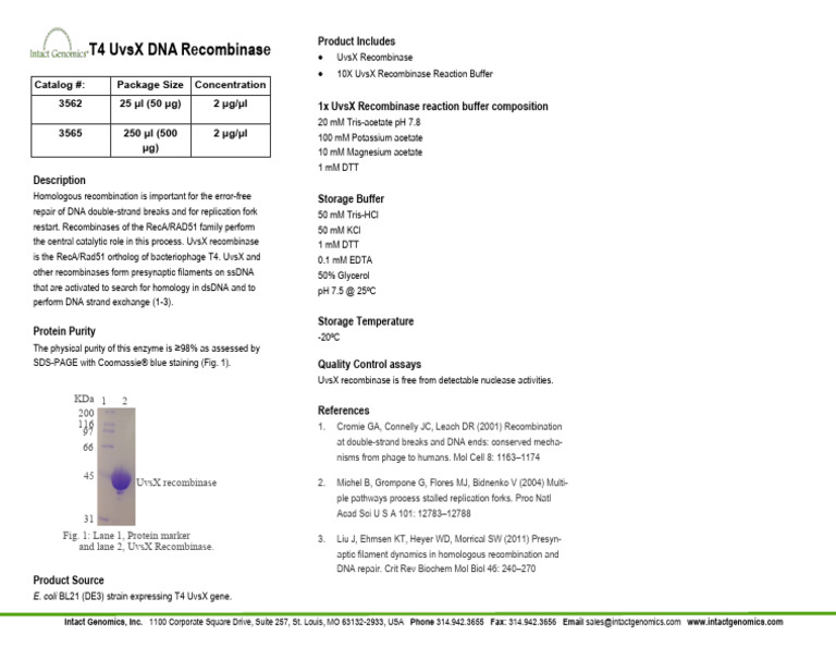 T4 UvsX Recombinase Overview and Specs | PDF | Dna | Dna Repair