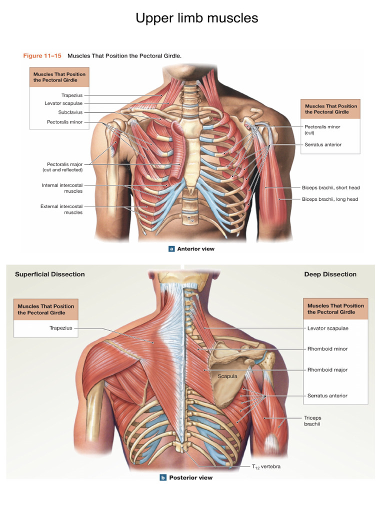 Upper Limb Muscle Anatomy Overview | PDF | Thumb | Arm