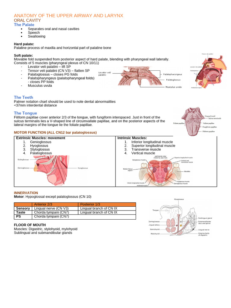 Anatomy of Upper Airway and Larynx | PDF | Larynx | Human Nose