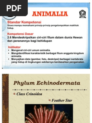 Phylum Echinoderm At A