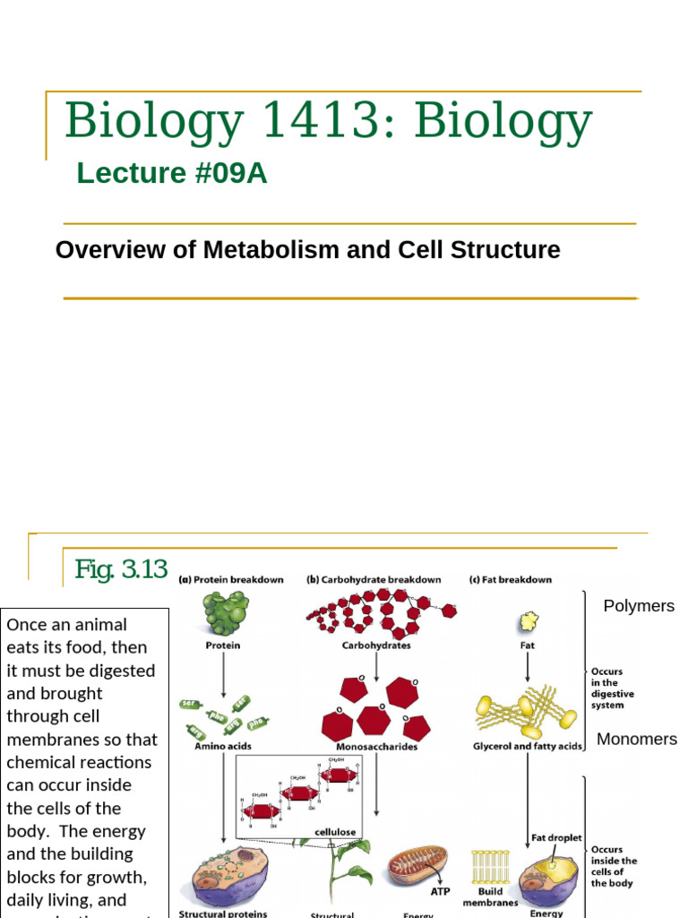 Metabolism and Cell Structure Overview | PDF | Cell (Biology ...