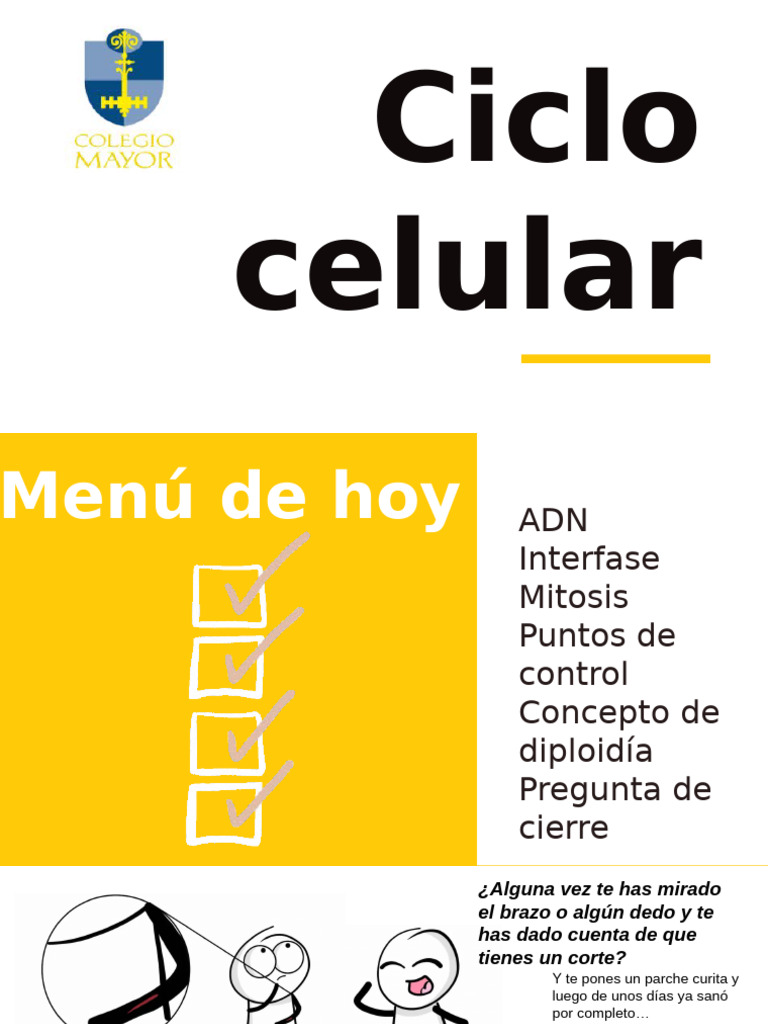 Etapas y Regulación del Ciclo Celular | PDF | Mitosis | Biología Celular