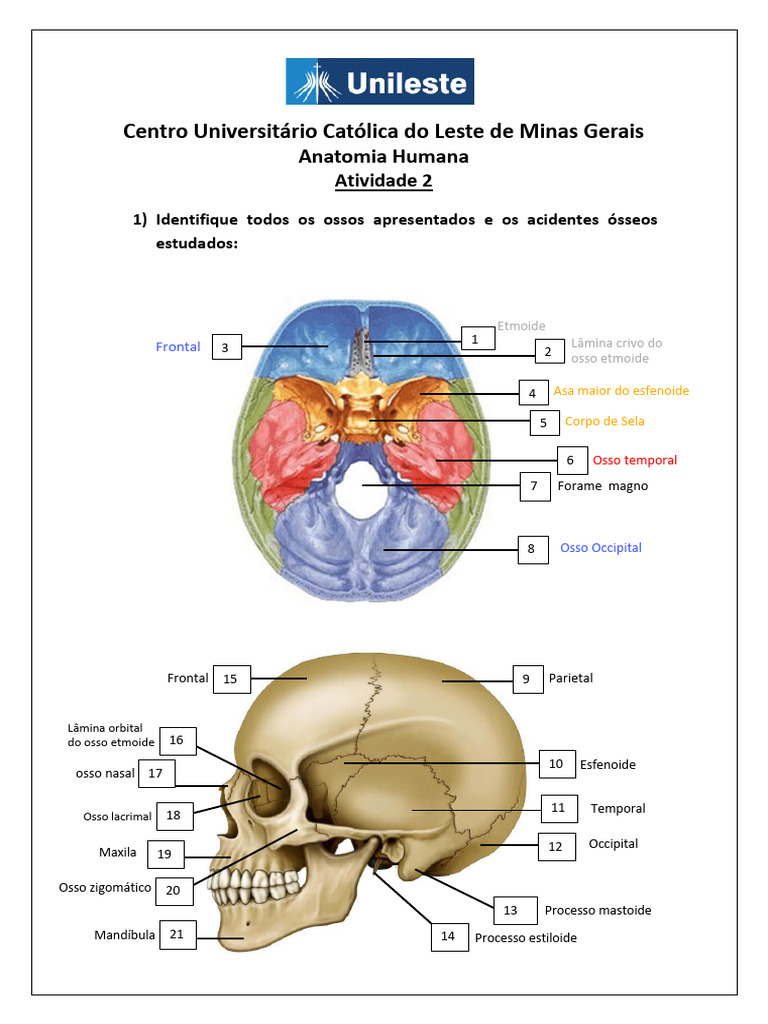 Atividade 2 Anatomia Acidentes ósseos Com Numeração Pdf Sistema