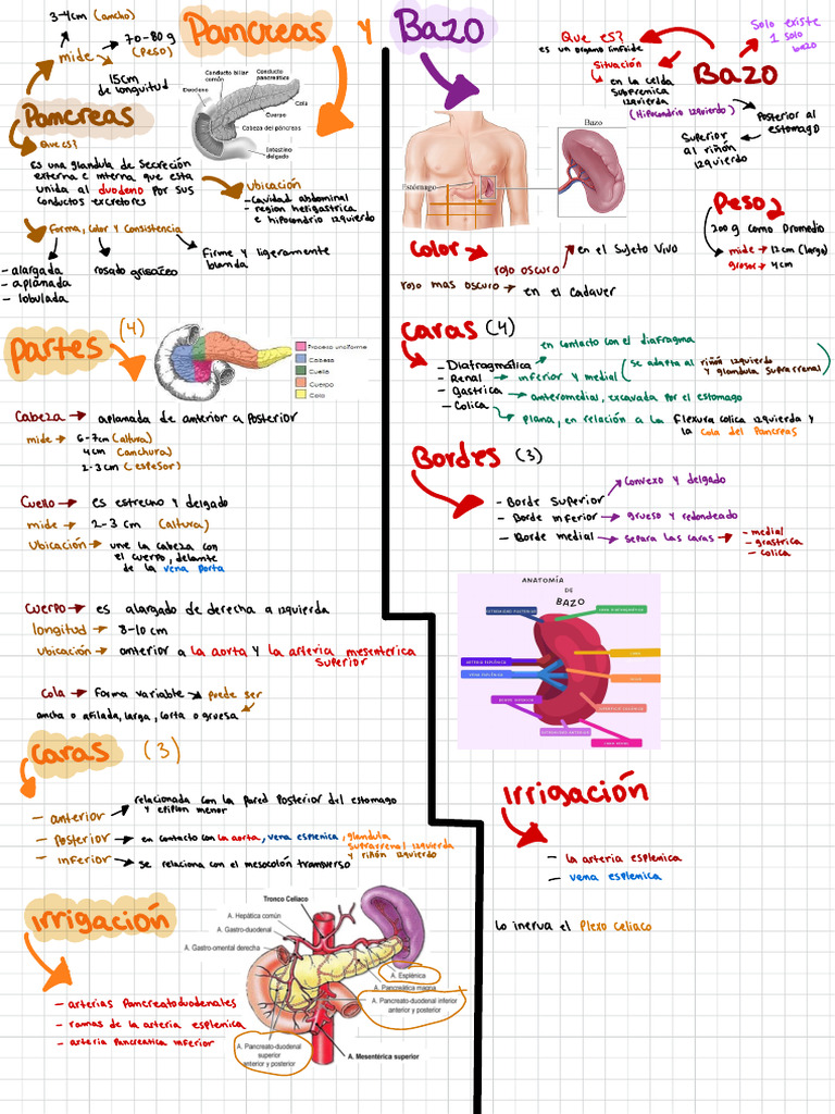 Anatomía del Páncreas y Bazo | PDF | Páncreas | Bazo
