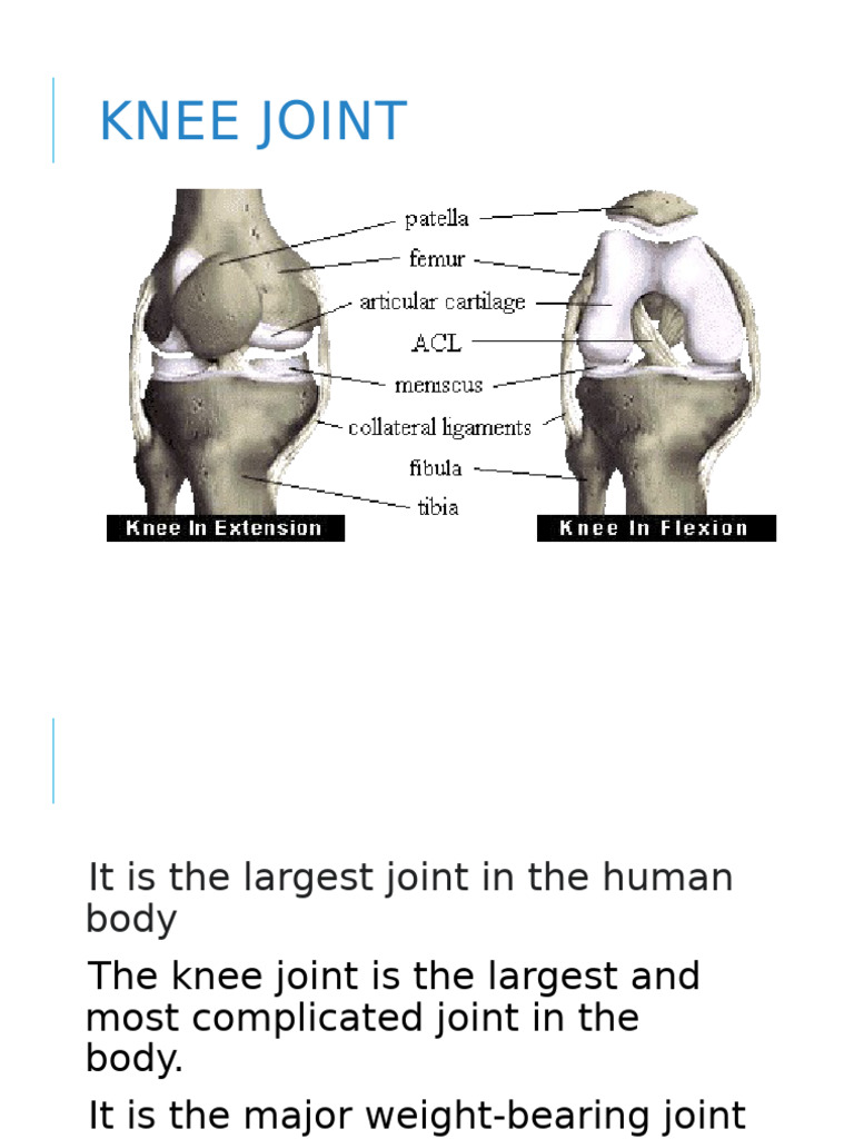 Knee Joint Anatomy and Function Overview | PDF | Knee | Ankle