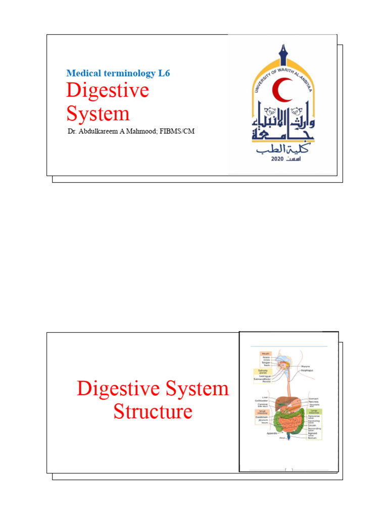 Digestive System Medical Terminology | PDF | Stomach | Abdomen