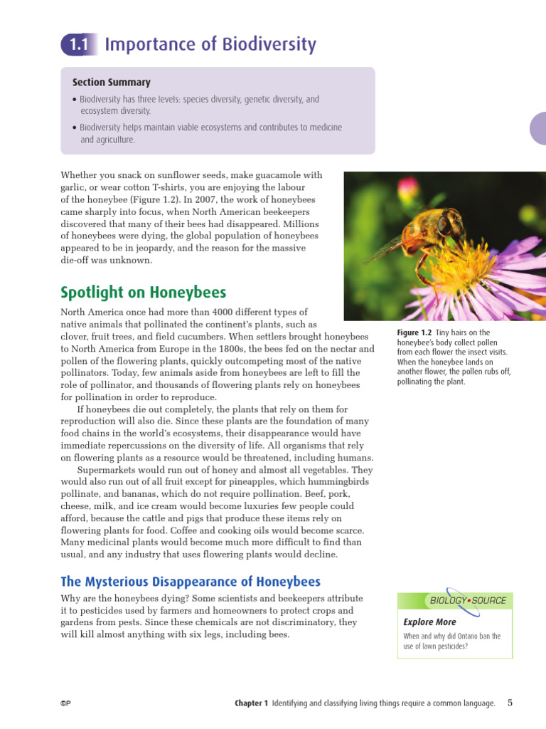 Importance of Biodiversity Explained | PDF | Biodiversity | Honey Bee