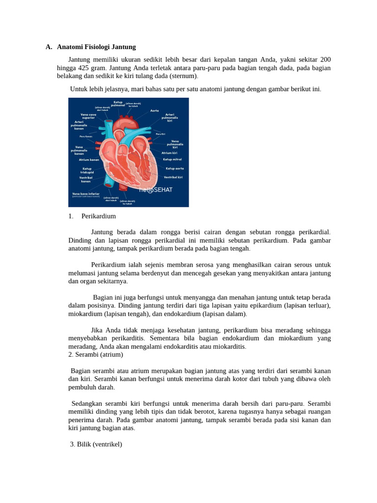 Anatomi Fisiologi Jantung | PDF
