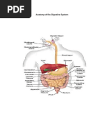 Human Coitus Physiology Overview | PDF | Sexual Intercourse | Birth Control