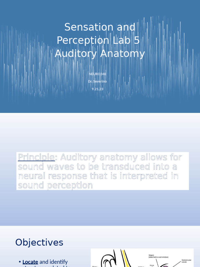 9.20.23 Auditory Anatomy Sensation and Perception Lab 5 | PDF | Ear ...