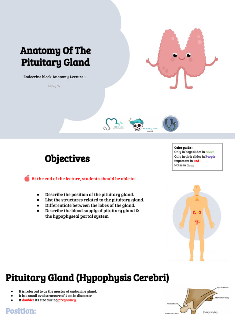 Anatomy of the Pituitary Gland | PDF | Pituitary Gland | Hypothalamus