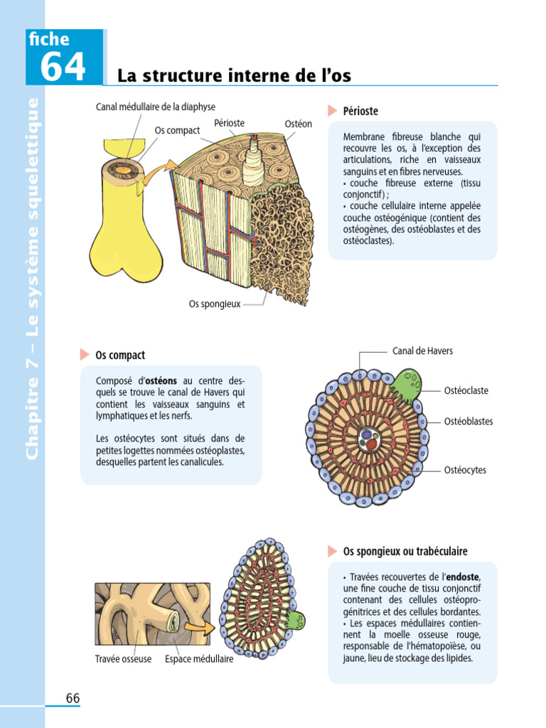 Structure interne de l'os et cellules osseuses | PDF | Os | Ostéoblaste