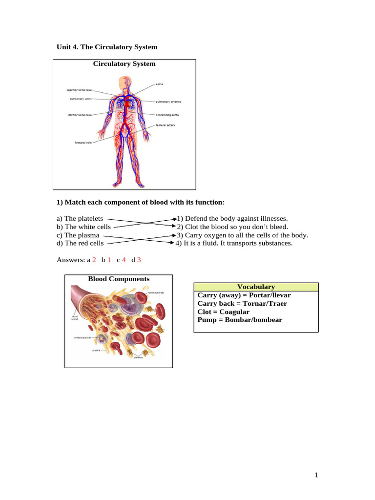 Unit 4. Circulatory System | PDF | Heart | Circulatory System