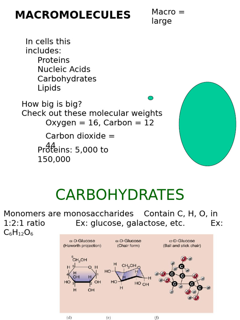 Overview of Biological Macromolecules | PDF | Nucleotides | Amino Acid